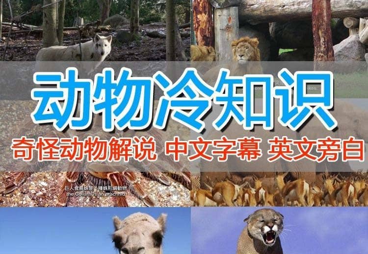 外面卖1699的国外纪录片解说（动物解说、美食、动画片）稳过中视频-有量联盟
